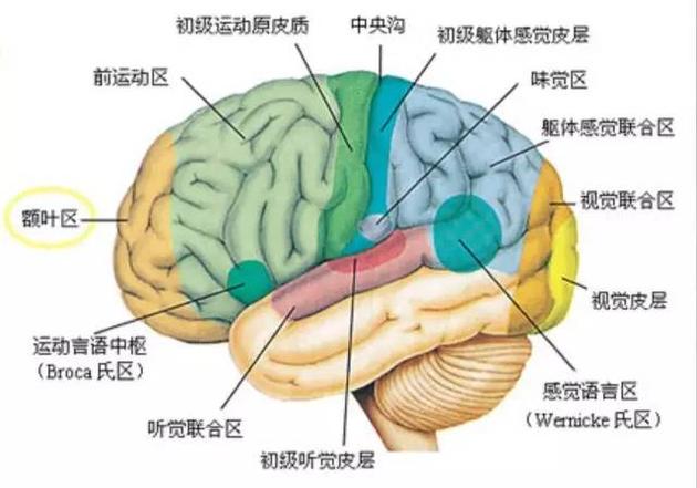 大脑皮层的功能结构.