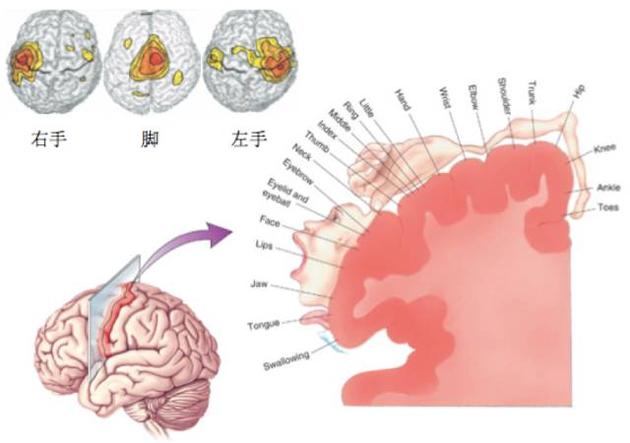 感觉运动脑区和手脚运动的对应关系