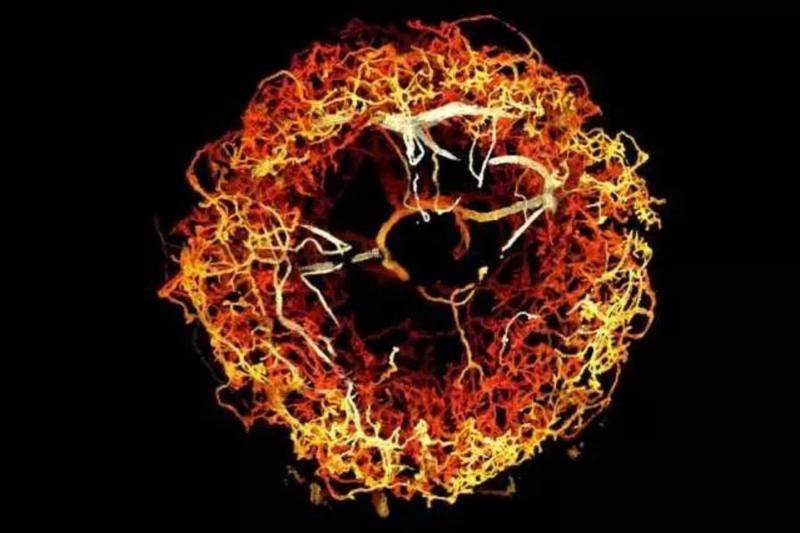 果蝇大脑椭球体中的多巴胺能神经元,用3D深度进行颜色编码。来源:MIT