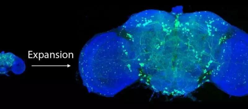 将果蝇的大脑扩大到正常大小的四倍后,科学家们利用晶格层光显微镜对所有多巴胺能神经元(绿色)进行成像。来源:Credit: Gao et al./Science 2019