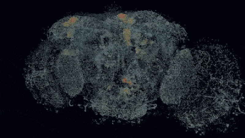 MIT的研究人员开发了一种对脑组织进行大规模3D成像的方法,他们描绘了果蝇的整个大脑。 来源: MIT