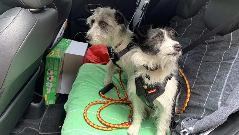 黑科技，前瞻技术，电产出行滑铁卢大学,电产雷达传感器,探测遗留车内孩子