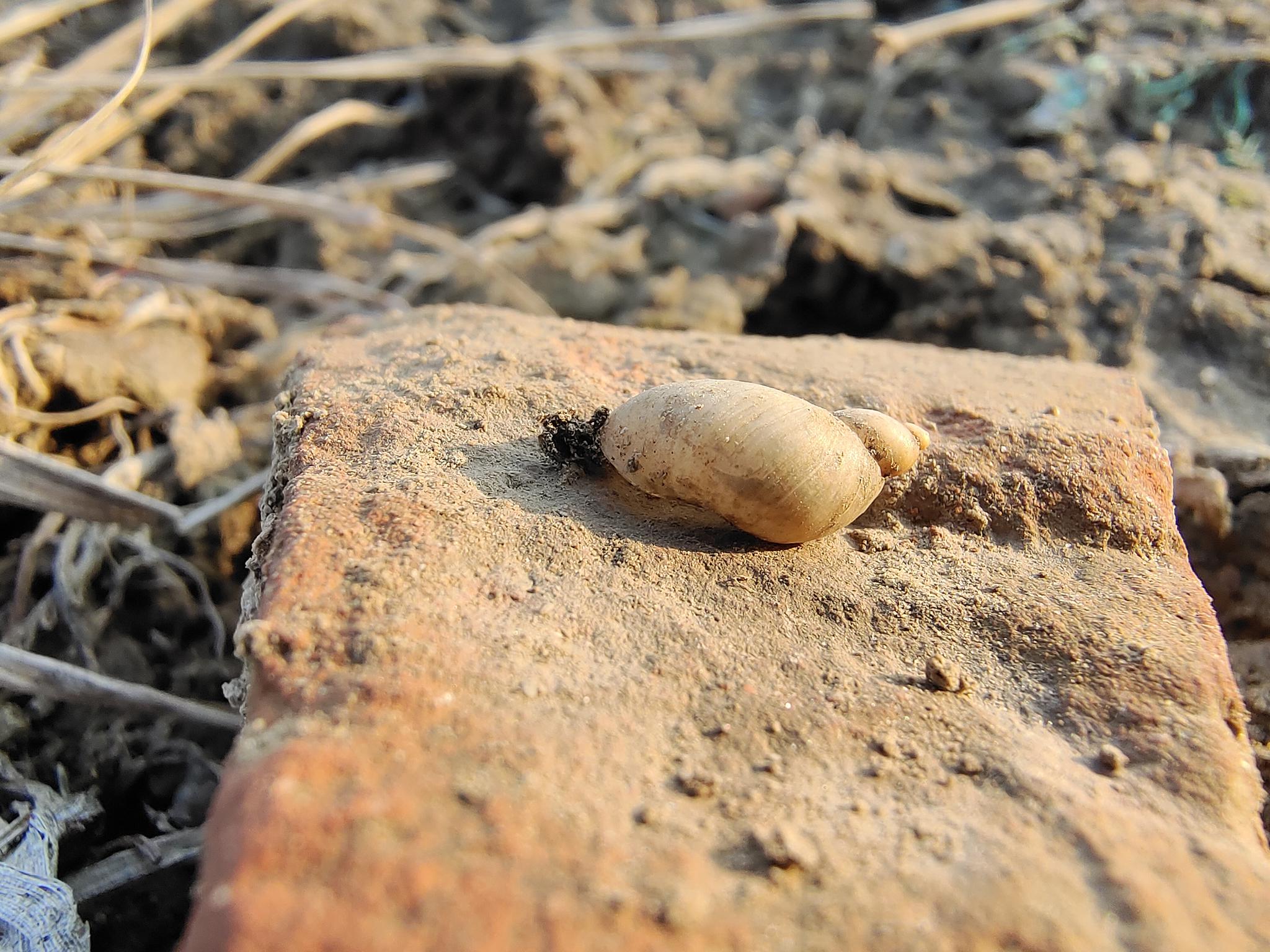 最喜欢的还是它的微距拍摄