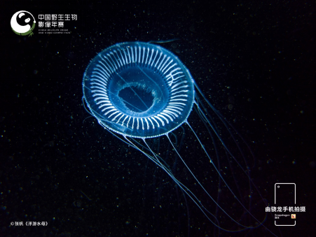 1640580885994422.png?imageView2/2/w/550 image.png?imageView2/2/w/550